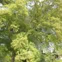 Acer sempervirens